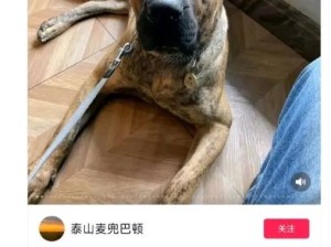 济南网友饲养三条禁养犬并公然叫嚣：把你撕碎了我都赔得起